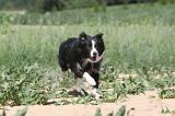 BORDER COLLIE 211